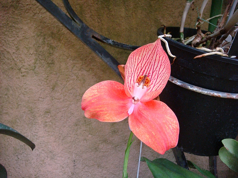 381 Longwood Gardens [2008 August 23].JPG - Longwood Gardens in Pennsylvania